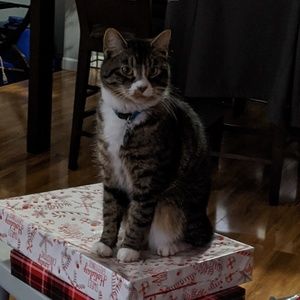 Meet your Posher, Cindy